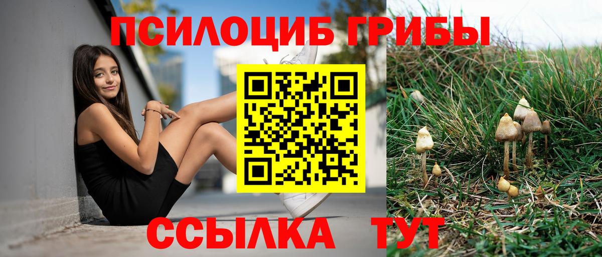 Псилоцибиновые грибы Cubensis  как найти наркотики  Сосновый Бор  Псилоцибиновые грибы мухоморы 